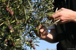 Article - Farming Palestine for Freedom